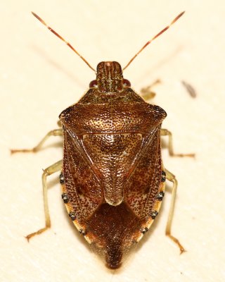 Podisus brevispinus