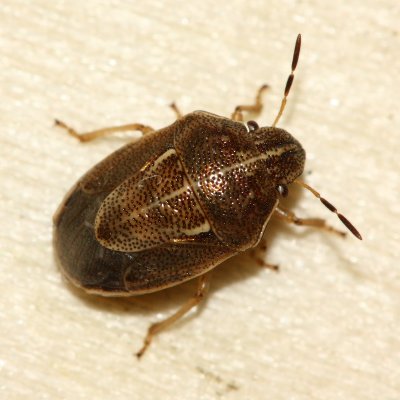 Neottiglossa undata