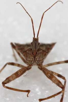 Family Reduviidae - Assassin Bugs