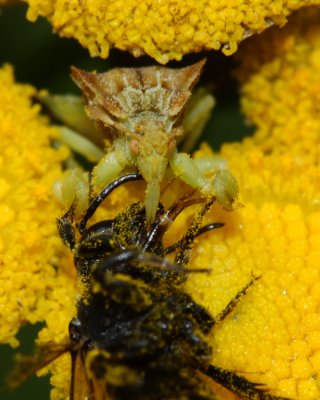 Jagged Ambush Bug (Phymata pennsylvanica)