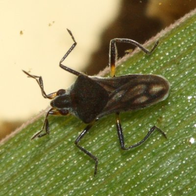 Microvelia pulchella