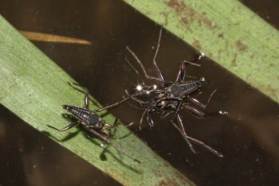 Riffle Bugs (Rhagovelia obesa)