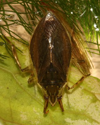 Giant Water Bug (Belostoma flumineum), family Belostomatidae