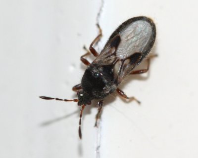 Hairy Chinch Bug (Blissus leucopterus), family Blissidae