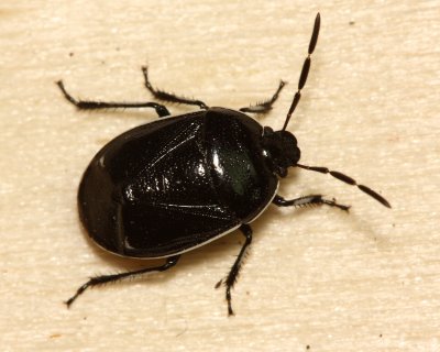 White-margined Burrower Bug (Sehirus cinctus)