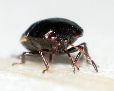 Ebony Bug (Corimelaena pulicaria), family Thyreocoridae