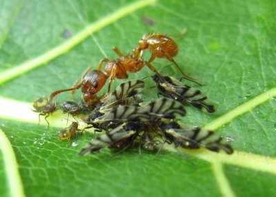 Poplar Leaf Aphid (Chaitophorus populicola)
