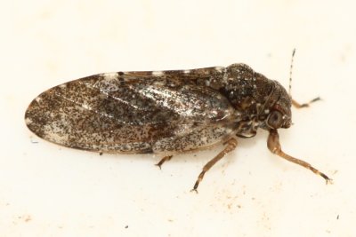 Hackberry Nipplegall Maker (Pachypsylla celtidismamma), family Carsidaridae