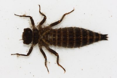 Family Cordulegastridae - Spiketails