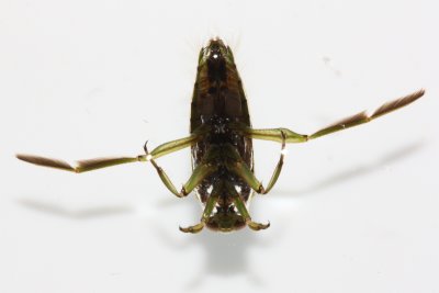 Notonecta undulata