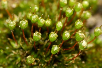 Common Bladder-moss (Physcomitrium pyriforme)