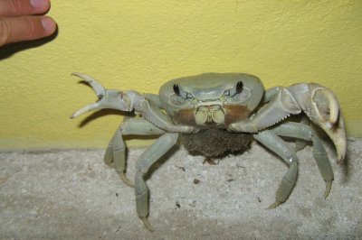 Great Land Crab (Cardisoma guanhumi)