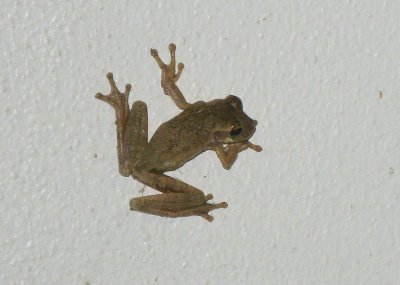 Veined Tree Frog (Phrynohyas venulosa)