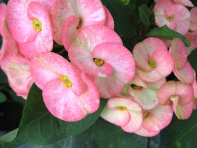 Siamese Lucky Plant (Euphorbia milii)