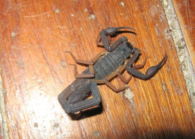 Florida Bark Scorpion (Centruroides gracilis)