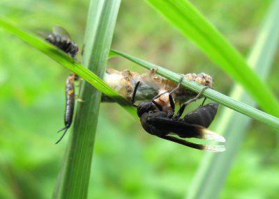 vespid wasp