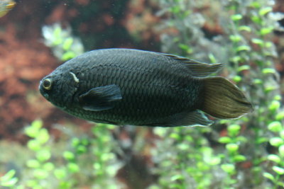 Black Fish