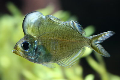 Humphead Glassfish (Parambassis pulcinella)