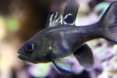 Black Cardinalfish (Apogon melas)