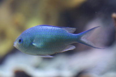 Blue Reef Chromis (Chromis viridis)