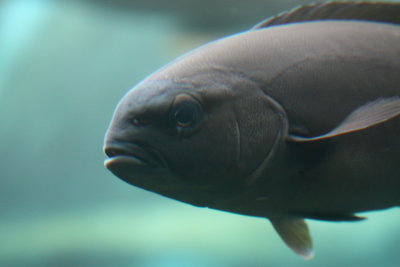 Black Reef Fish