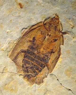 Fossil Roach
