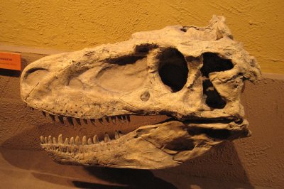 Daspletosaurus torosus