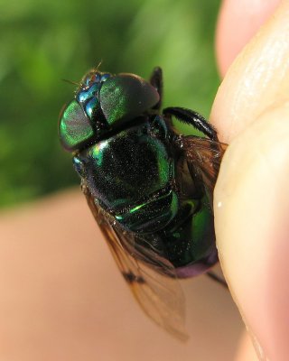 Syrphid Fly (Ornidia obesa)