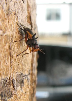 Parasitic Fly (Euthera sp.)