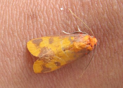Tiger Moth (Melese laodamia)