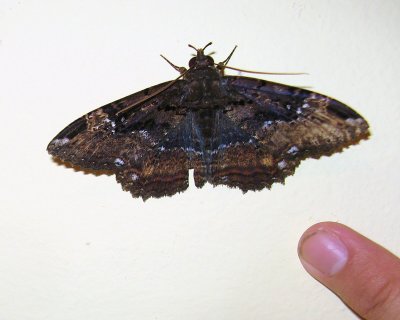Noctuid Moth (Ramphia albizona)