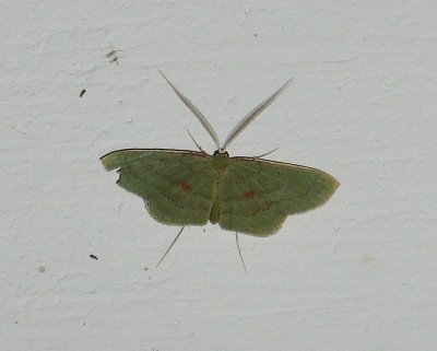 Geometrid Moth (Ametris cf.)