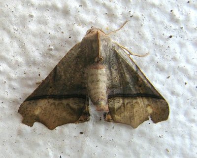 Geometrid Moth (Pero amanda)