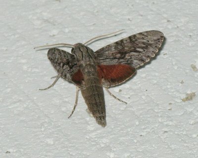 Sphinx Moth (Erinnyis yucatana)