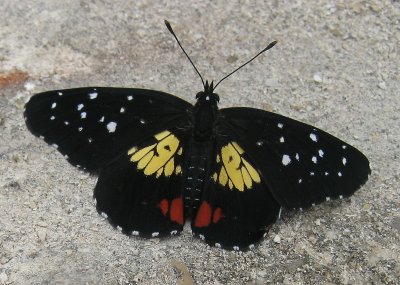 Checkerspot (Chlosyne erodyle)