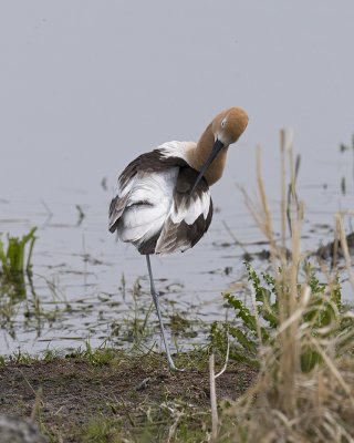 Shorebirds, Waders