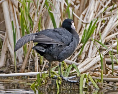 Coot Am DSC_6167small.jpg