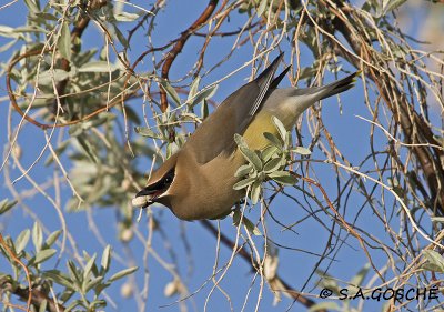 Waxwings, Mimics, Pipits,