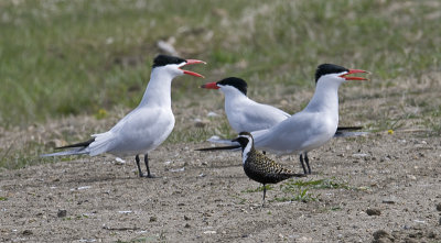 Gulls, Terns
