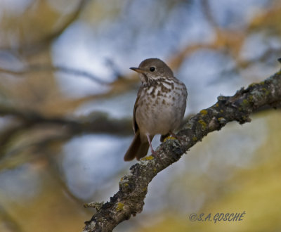 Thrushes, Bluebirds, Kinglets, Creepers