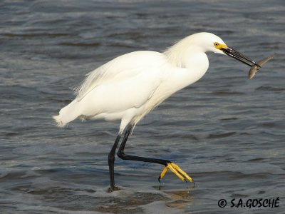 Herons, Egrets, Ibis's