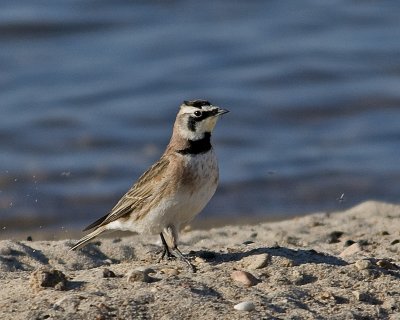 Larks, Martins, Swallows