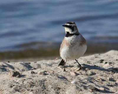 Lark HornedDSC_6054small.jpg