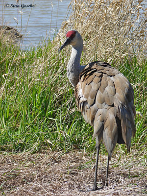 Crane SandhillDSC06777asmall.jpg