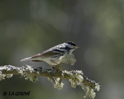 Warblers, Tanagers