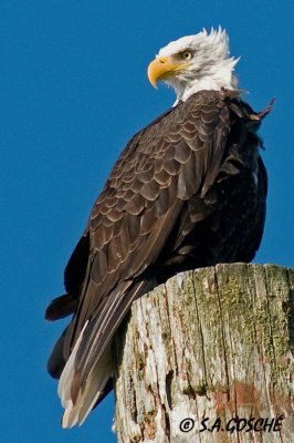 Hawks, Falcons, Eagles