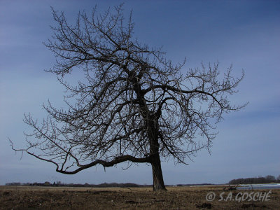 treeDSC01897small.jpg