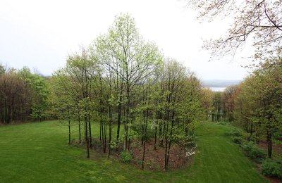 back yard and island of trees -- woodlot to right