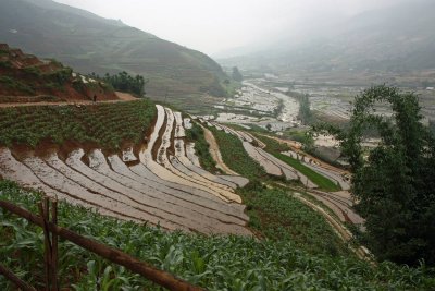 Hillside irrigated rice terraces, surrounded by rainfed maize fields and bamboo