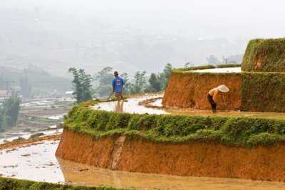 Preparing terraces for cultivation -- irrigated rice requires endless hours of labor